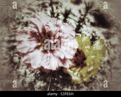 Muted filter on moss roses Stock Photo