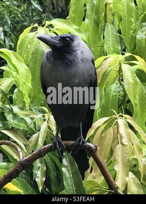 Bird on tree: a craw standing on a tree while it’s raining Stock Photo