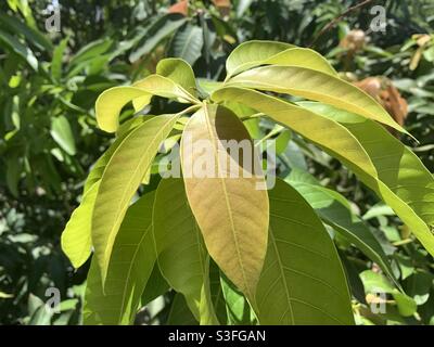 Bunch of leaves from an Indian mango tree: Mangifera Indica. Stock Photo