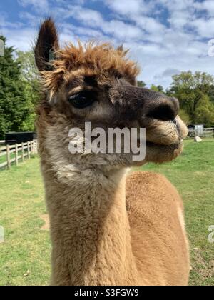 Brown llama in a field in London Stock Photo