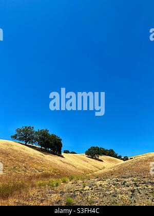 Oak trees in dry grassland, under a clear, blue sky Stock Photo