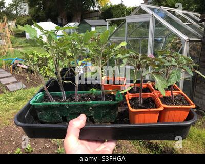 Tomato plants ready for planting in an allotment garden May 2021 Stock Photo