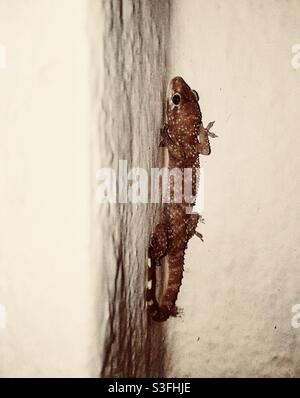 Common house gecko on white wall Stock Photo