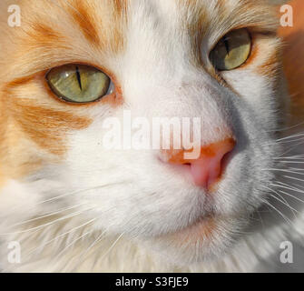Close up of an orange and white cat’s face. Stock Photo