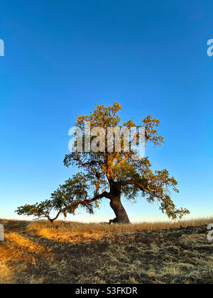 dry tree with clear blue sky background Stock Photo - Alamy