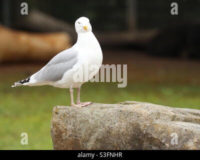 Seagull on Stone Stock Photo
