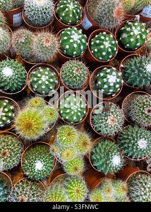 Small cacti in pots. Stock Photo