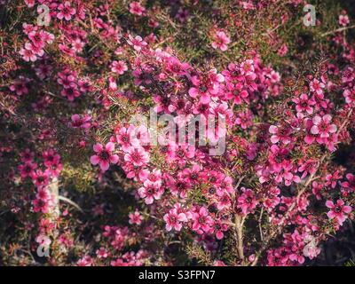 Pink flowers on a Leptospermum scoparium or tea tree shrub in Queensland, Australia Stock Photo