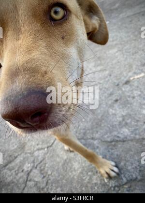 Goldi Stock Photo Alamy