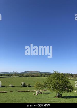 Rural scene looking over to Roseberry Topping, in early summer, United Kingdom Stock Photo