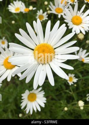 White and yellow Oxeye Daisy English wildflowers Stock Photo