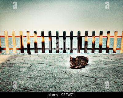 Tabby cat sitting on pavement by the sea Stock Photo
