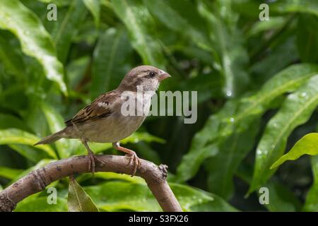 Female house sparrow: (Passer domesticus) a bird from sparrow family, on a mango tree Stock Photo