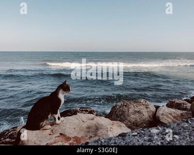 Stray cat sitting on a rock by the sea Stock Photo