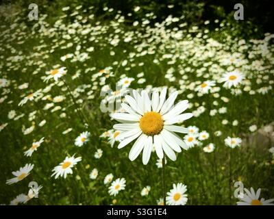 Daisies in a field Stock Photo