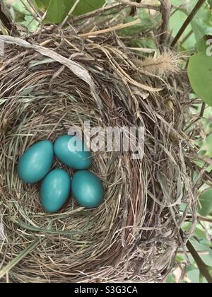 Robins eggs in nest Stock Photo