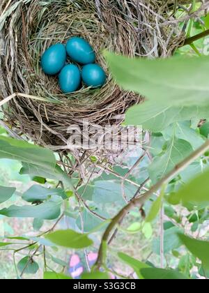 Robins eggs in nest Stock Photo