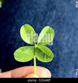 Lucky Four leaf clover Stock Photo