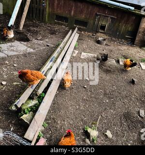 Chickens & hens in a yard Stock Photo