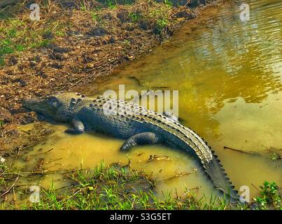 Saltwater crocodile (Crocodylus porosus) at Yellow Water Billabong, Kakadu National Park, Northern Territory, Australia Stock Photo