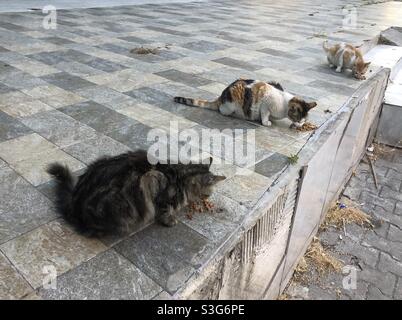 Street cats are being fed Stock Photo