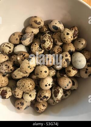 Quail eggs in bowl Stock Photo