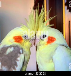 Two cockatiels touching faces Stock Photo