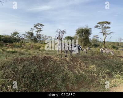 Zebra grazing along road in Lake Nakuru National Reserve, Nairobi, Kenya, Africa Stock Photo