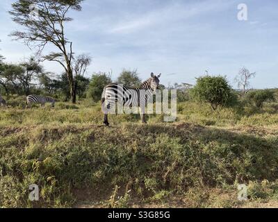 Zebra grazing along road in Lake Nakuru National Reserve, Nairobi, Kenya, Africa Stock Photo