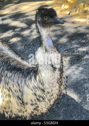 Emu (Dromaius novaehollandiae) in Brisbane, Australia Stock Photo