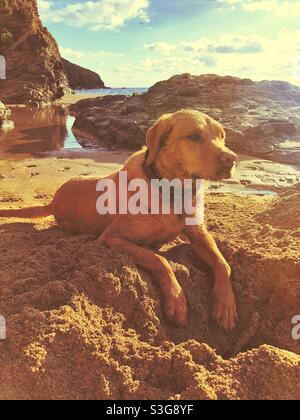 A pet Labrador retriever dog resting on a sandy beach at golden hour after digging a big hole on Summer vacation Stock Photo