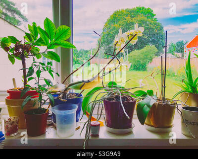 Houseplants on a kitchen window sill. Stock Photo