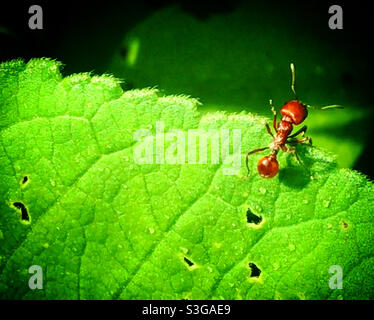 A red ant perches on a green leaf in a forest in Mexico Stock Photo
