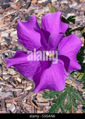 Purple Mauve Lilac Hibiscus flower, Alyogyne huegelii, Australian native plant Stock Photo