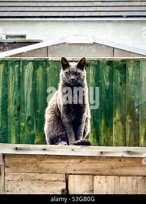Grey cat sitting upright in front of green fence Stock Photo