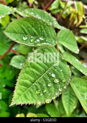 Water droplets on leaves Stock Photo