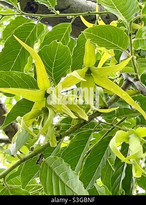 Ylang ylang chanel no 5 cheap