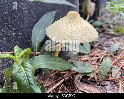 Yellow Flowerpot Parasol Stock Photo