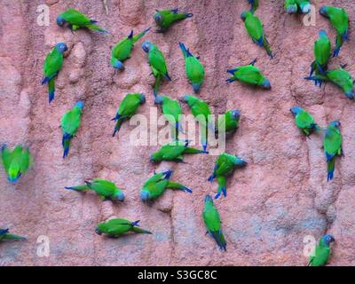 Green parrot on Peruvian salt lick, Amazon rainforest, Peru Stock Photo