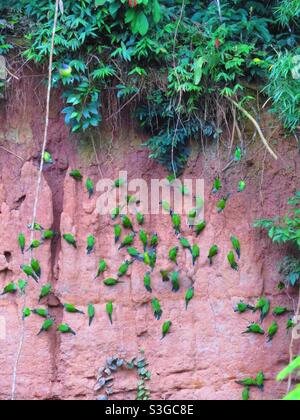 Green parrot on Peruvian salt lick, Amazon rainforest, Peru Stock Photo