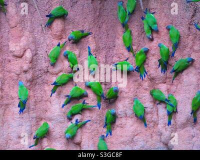 Green parrot on Peruvian salt lick, Amazon rainforest, Peru Stock Photo