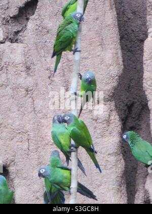 Green parrot on Peruvian salt lick, Amazon rainforest, Peru Stock Photo