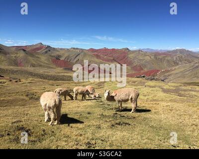 Alpacas grazing in front of Rainbow Mountains Vinicunca, Peru Stock Photo