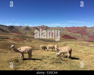 Alpacas grazing in front of Rainbow Mountains Vinicunca, Peru Stock Photo