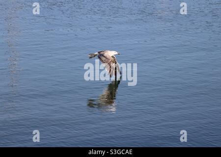 A young seagull is flying above the ocean with reflections in the sea Stock Photo
