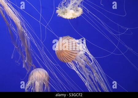 Blue jelly’s Stock Photo