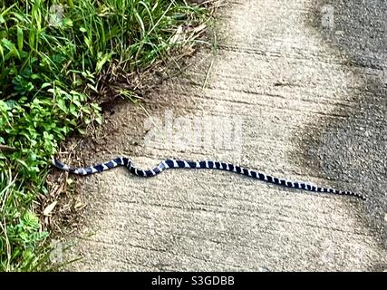 A banded Krait snake on Lamma island in Hong Kong. Stock Photo