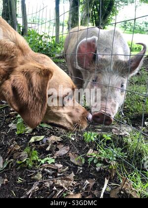 A domestic pet dog sniffing a farmyard pig in a funny animal image Stock Photo
