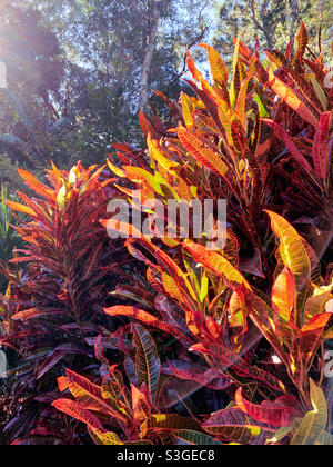 Croton leaves, Codiaeum variegatum, glowing in the afternoon sunshine. Variegated Foliage plant Stock Photo