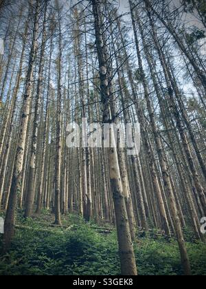 Forest dieback in Germany Stock Photo